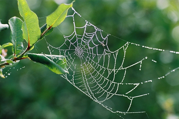 Afbeelding spinnenweb wat nog afgebouwd moet worden
